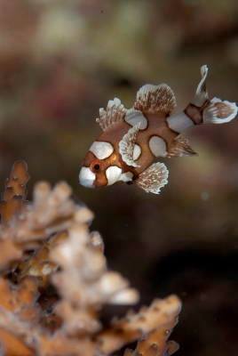 �����@���Ɖ�